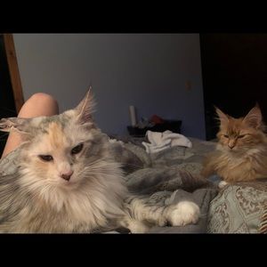 Meet your Posher, Liza